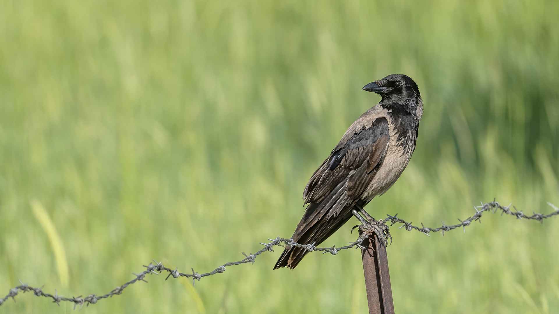 Hooded Crow